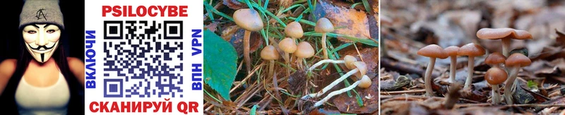 Галлюциногенные грибы Psilocybine cubensis  Купить закладки  Ленинградская 
